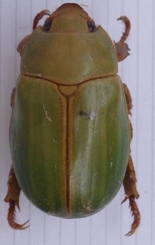 Rutelinae